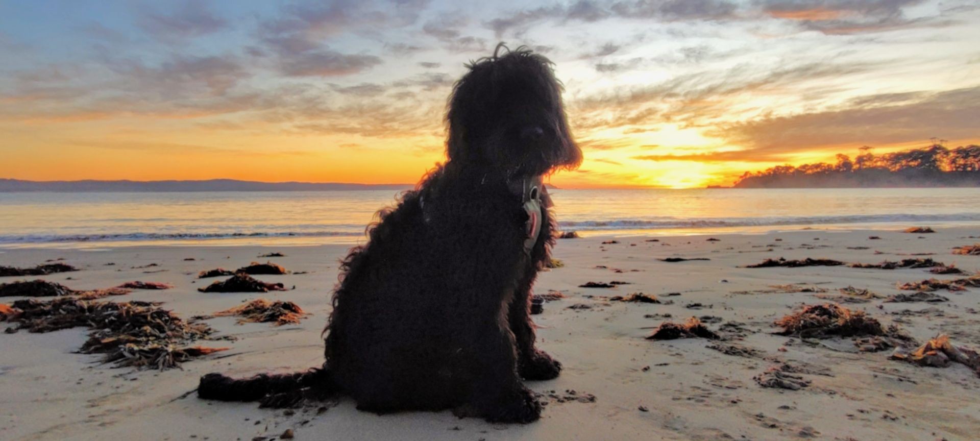 Ravi - Therapy Dog and a very good boy
