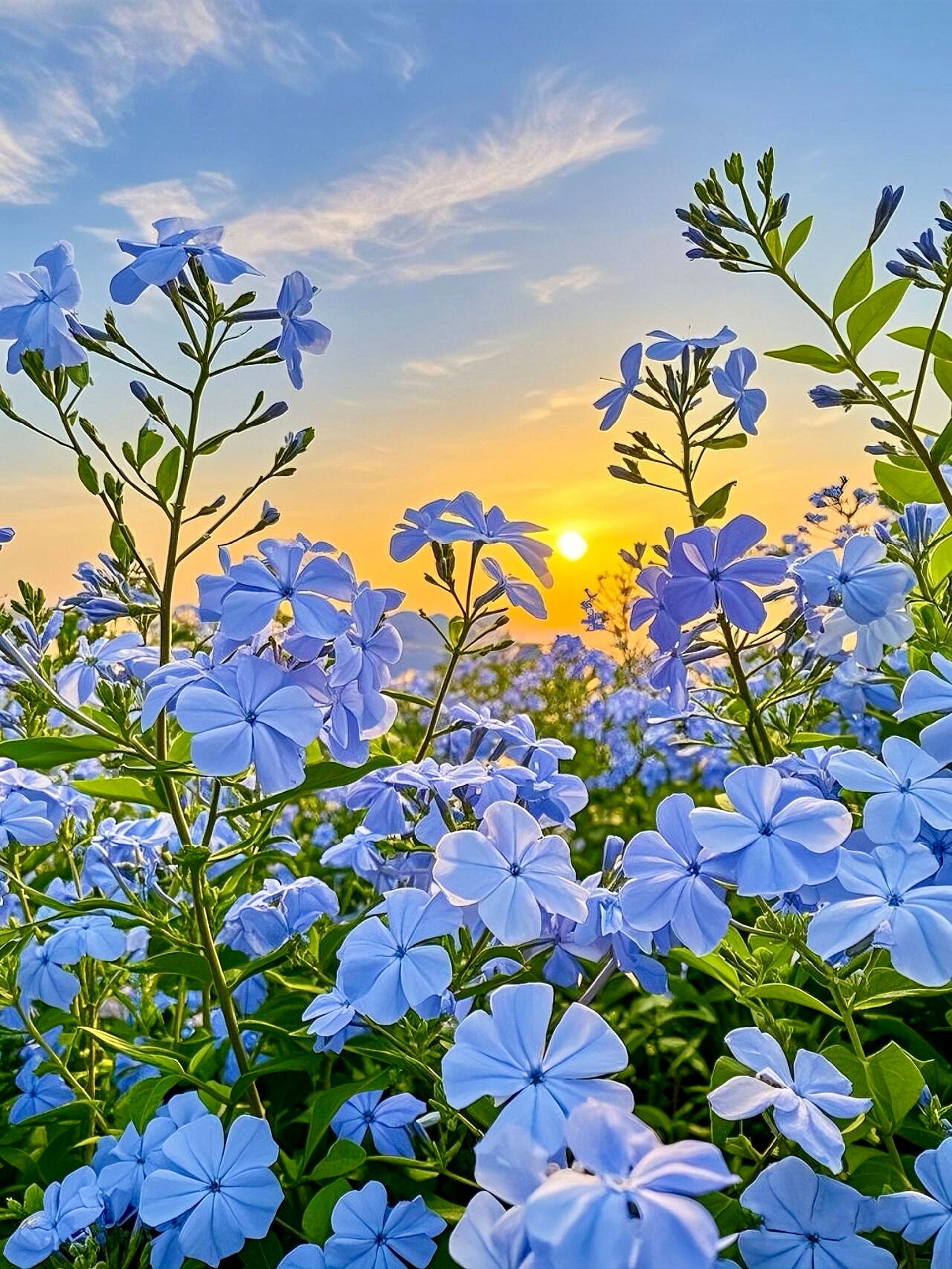 the beauty of nature, showcasing various plants in an outdoor setting under a summer sky